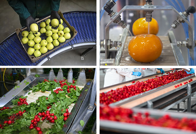 The Fruit and Vegetable Industry